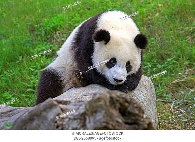 Asia, China, Sichuan, Research Base of Giant Panda Breeding or Chengdu Panda Base, Giant Panda Ailuropoda melanoleuca, captive,