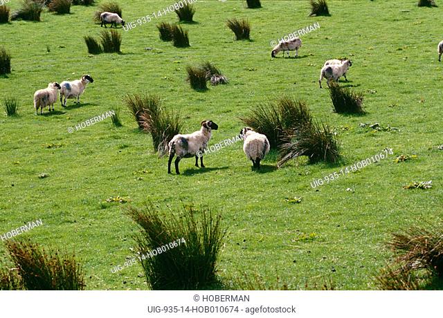 Sheep in Field, Ireland