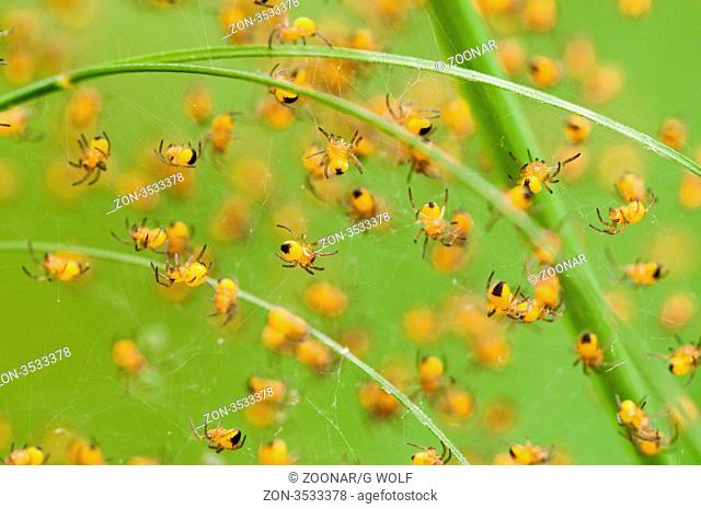 Gartenkreuzspinne Araneus diadematus, frisch geschlüpfte Jungtiere, Deutschland, Garden spider, newly hatched juveniles, Germany