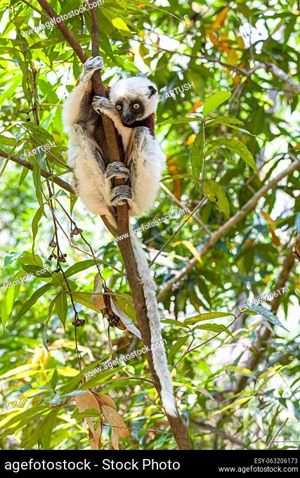 Beautiful Coquerel's sifaka lemur, (Propithecus coquereli). Endangered endemic animal sitting on tree trunk in natural habitat
