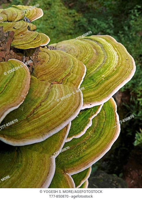 Bracket fungi or shelf fungi, phylum Basidiomycota, Nilkantheshwar, Pune, Maharashtra, India