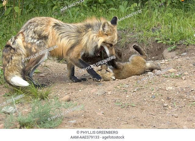 Red Fox captive (Vulpes vulpes) Minnesota Wildlife Connection, Mi