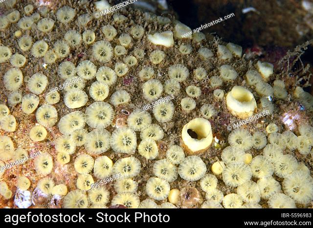 Boring Sponge (Cliona celata) adult colony, Poole Bay, Dorset, England, United Kingdom, Europe