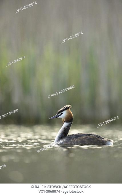 Great Crested Grebe (Podiceps cristatus) in breeding dress, swimming, natural vernal surrounding, early morning light, wildlife, Germany, Europe