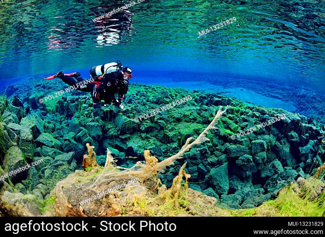 Silfra Fissure, diver in the continental fissure Silfra, diving between the continents, Thingvellir National Park, Iceland Silfra is a fissure