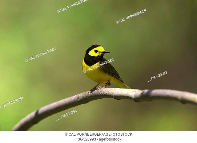 A male Hooded Warbler (Wilsonia citrina) perched on a tree limb in the Ravine in New York City's Central Park. USA
