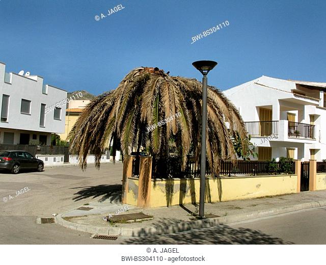 red palm weevil, Asian palm weevil, sago palm weevil (Rhynchophorus ferrugineus), Canary island date palm killed by the palm killer, Spain, Balearen, Majorca