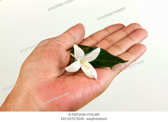 Cork tree flower, Cork Tree or Indian Cork (Millingtonia hortensis L.f.). Millingtonia flowers in human hand on white background