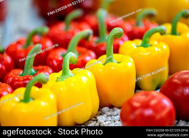 08 February 2023, Berlin: Yellow and red peppers (lat. Capsicum) are exhibited at Fruit Logistica. Fruit Logistica is an International Trade Fair for Fruit and...