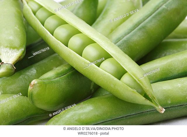 Vegetable, Green Pea pod Pisum sativum slightly opened pod kept on bunch of green pea pods