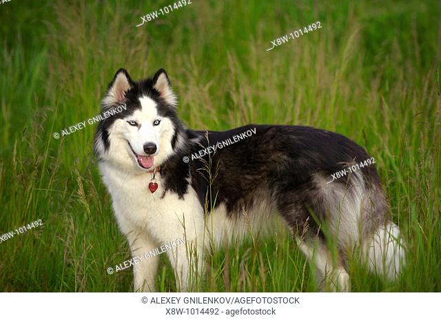 The Siberian Husky is a medium-size, dense-coat working dog breed that originated in eastern Siberia The breed belongs to the Spitz genetic family It is...
