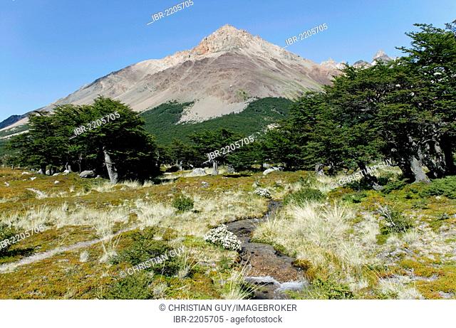 Forest of Coihue or Coiguee trees (Nothofagus dombeyi), Los Glaciares National Park, UNESCO World Heritage Site, El Chalten, Cordillera, Santa Cruz province