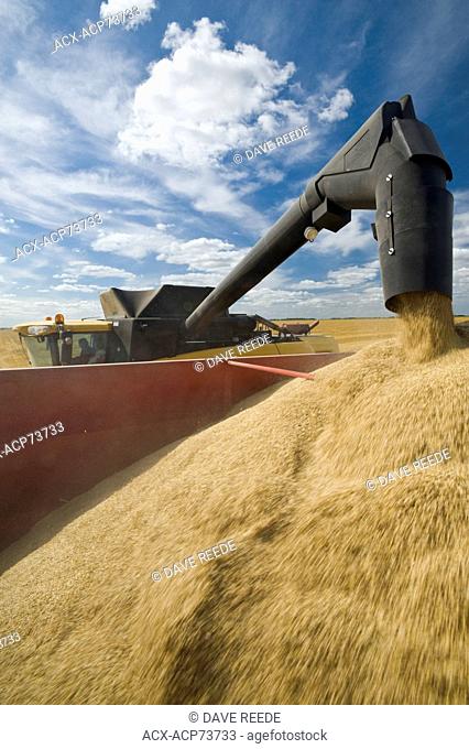 a combine augers barley into a grain wagon during the harvest, near Lorette, Manitoba, Canada