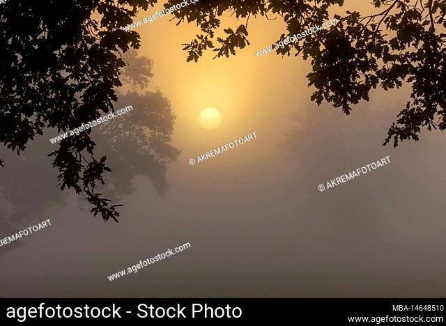 Diffuse sunrise in dense fog over a field in the Elbe valley of Lower Saxony