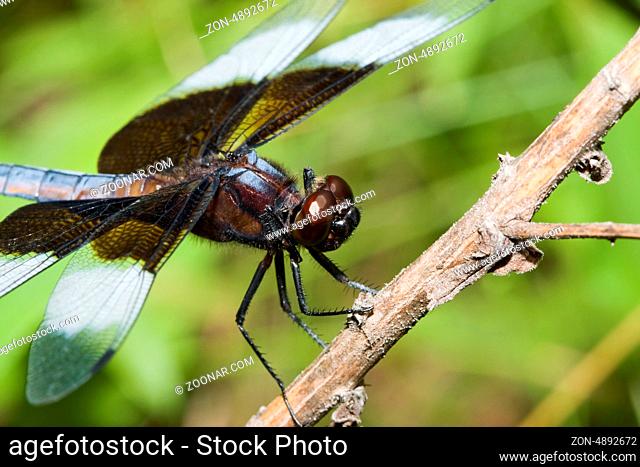 Widow Skimmer Dragonfly perched on a branch