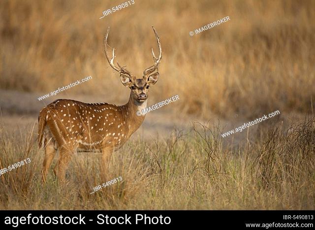 Spotted deer (axis axis), adult male, standing in grass, Kanha N. P. Madhya Pradesh, India, Asia