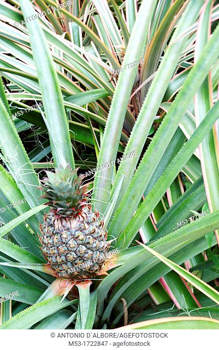 Ananas cosmosus pineapple with fruit