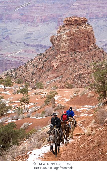 Mule riders climbing the South Kaibab Trail above Cedar Ridge in the Grand Canyon in winter, Grand Canyon National Park, Arizona, USA