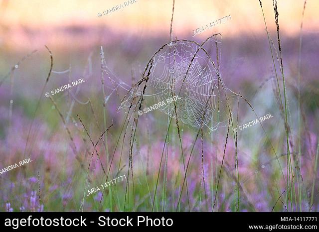 a spider web covered with dew drops hangs in the grass, morning light, behringer heide, nature reserve near behringen near bispingen, lüneburg heath nature park