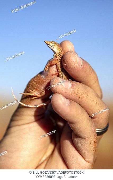 Shovel-snouted lizard (Meroles anchietae) - Elim Dune in Namib-Naukluft National Park, Namibia, Africa
