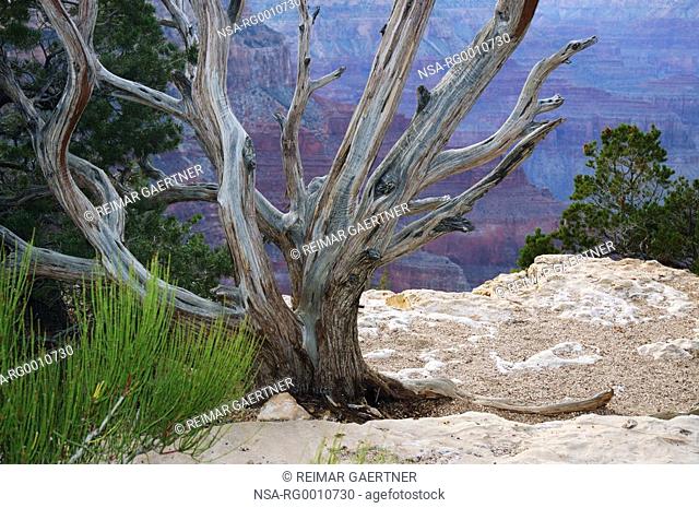 Rock garden on the precipice of the South Rim Grand Canyon