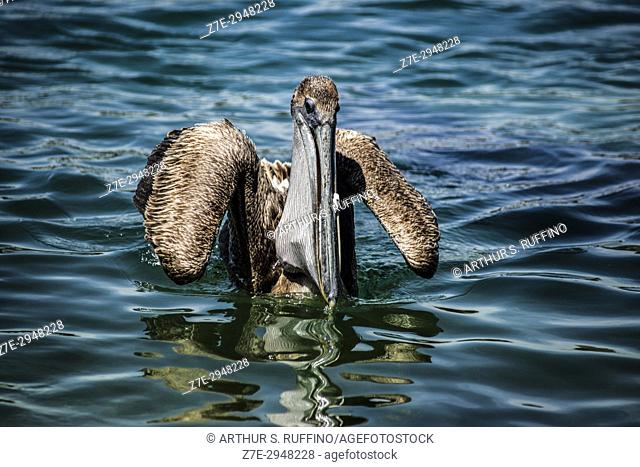 Brown pelican at the Port of Cabo San Lucas scavenging for fish scraps discarded by fishermen. Cabo San Lucas, Mexico