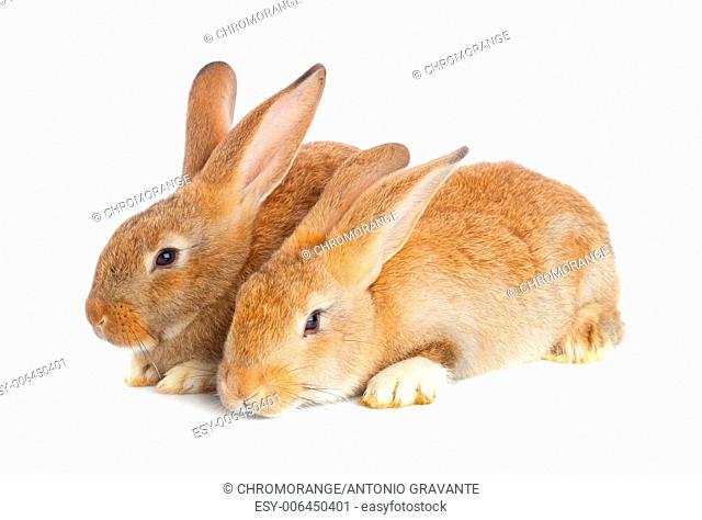Tow cute rabbits sitting on white background