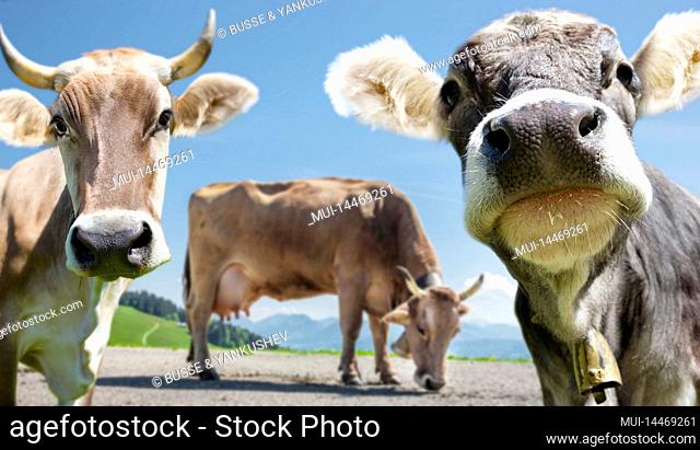 Dairy cows in the Austrian Alps