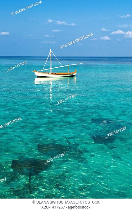 Sting Rays and a traditional dhoni or dorni boat Maldives