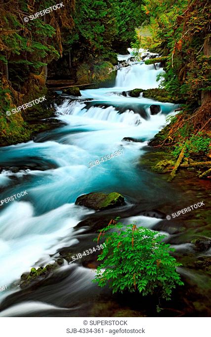 Rapids on the McKenzie River, a Wild and Scenic River in the Willamette National Forest