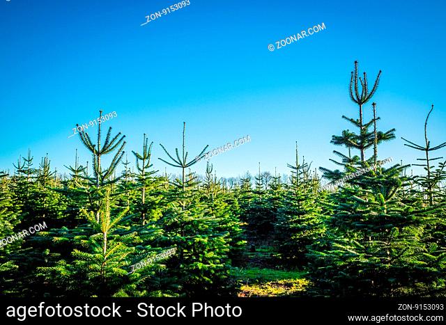 Christmas trees at a pine plantation in daylight