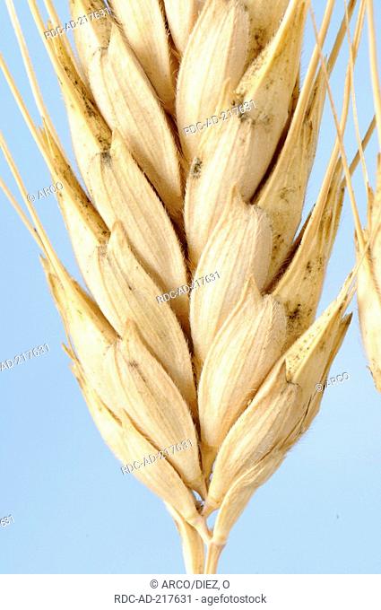 Sanduri Wheat, Triticum timopheevi