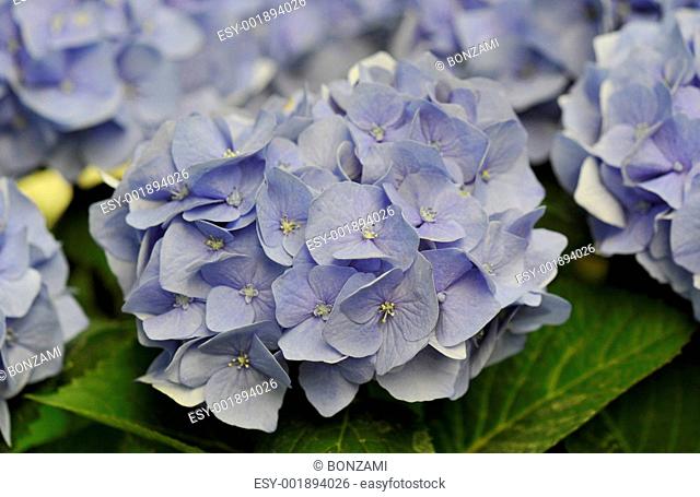 Blue Hydrangea Hortensia