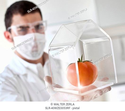 Scientist examining tomato in glass jar