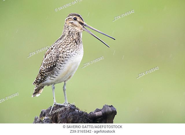 Common Snipe (Gallinago gallinago faeroeensis), adult calling from an old trunk
