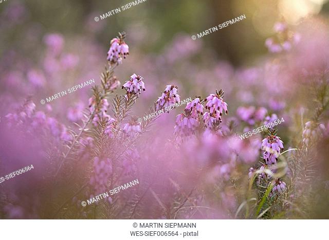 Germany, Bavaria, winter flowering heather, Erica carnea