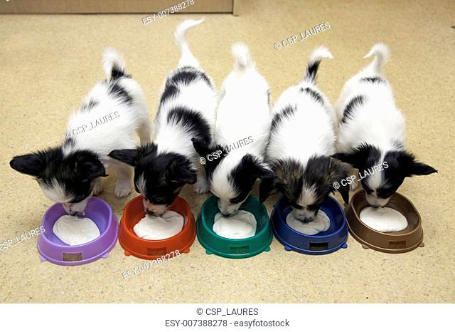 Little Puppies Papillon eating curd