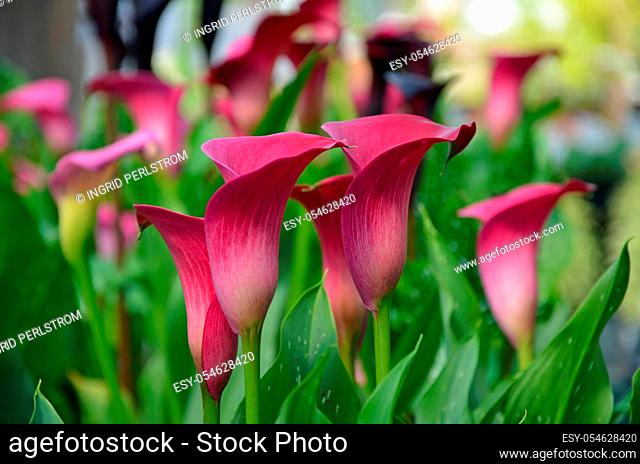 Beautiful pink calla lily flowers in springtime
