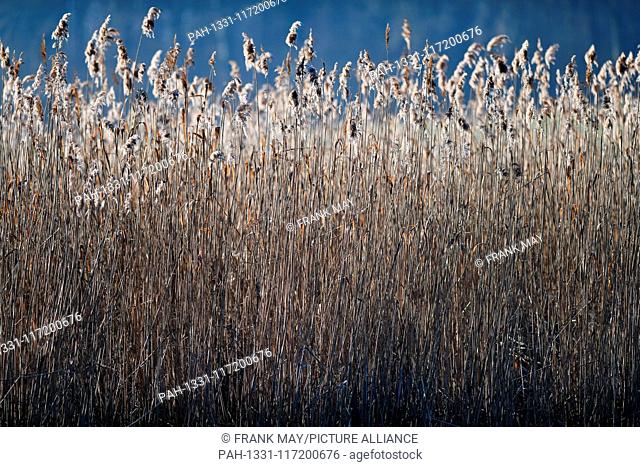 Reed at a small lake, Germany, near city of Thiershausen, 18.February 2019. Photo: Frank May | usage worldwide. - Thiershausen/Niedersachsen/Germany