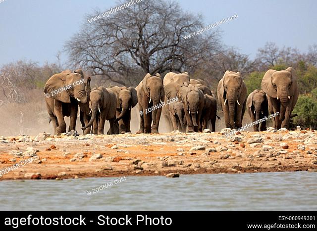 Eine Herde Elefanten am Wasserloch klein Namutoni im Etosha Nationalpark in Namibia