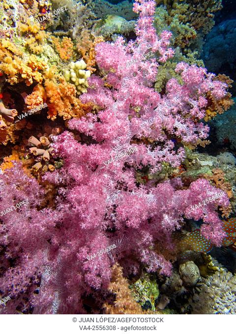 Soft Coral Alcyonium. Red Sea, Sharm el-Sheikh, Egypt
