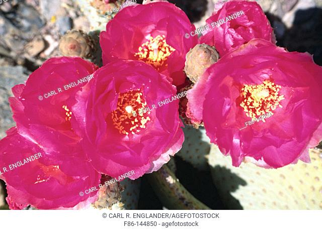 Beavertail cactus flowers (Opuntia basilaris). Death Valley National Park. California. USA