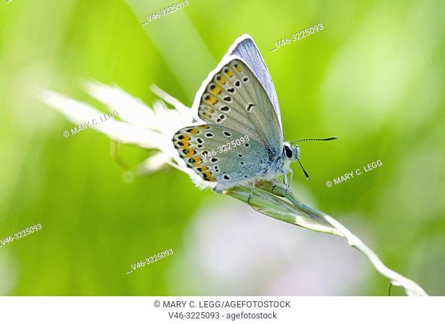 Reverdin's Blue, Polyommatus argyrognomon. Easily confused blue butterfly with Idas Blue, Plebejus idas. Host plant Coronilla varia, Astragalus glyciphyllos