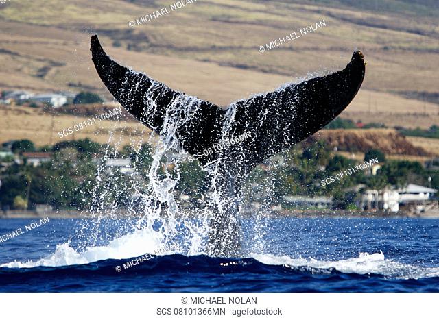 Adult humpback Whale Megaptera novaeangliae mother tail-lobbing in response to boat approach off Mala Wharf in the AuAu Channel, Maui, Hawaii, USA Pacific Ocean