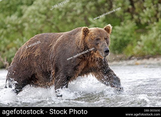 Alaska , Katmai National Park and Preserve , Grizzly bear ( Ursus arctos horribilis ) , order : carnivora , family : ursidae ,