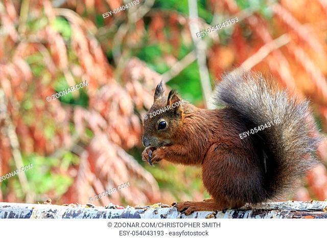Red squirrel (Sciurus vulgaris) eating close-up