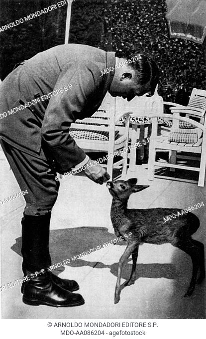 Adolf Hitler with a roe. The German Chancellor Adolf Hitler playing with a little roe in the Berghof private zoo. Berchtesgaden, 1940s