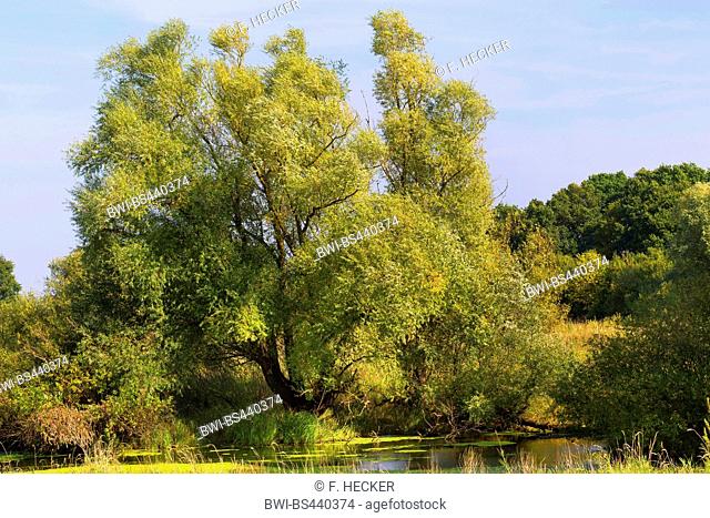 White willow (Salix alba), tree in a flood plani, Germany