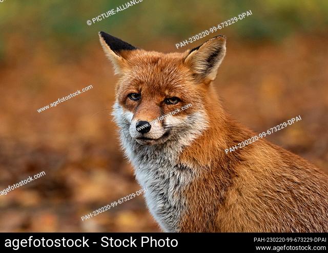 02 November 2022, Berlin: 02.11.2022, Berlin. An old capital fox (Vulpes vulpes), a male animal, sits on a meadow in front of brown leaves on an autumn day in...