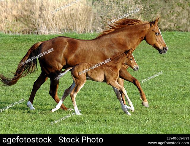 mammal horse with foal in gallop over meadow